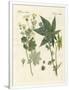 Gramercy White