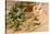 Medicinal Eucalyptus-Hemeroskopion-Stretched Canvas
