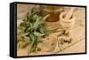 Medicinal Eucalyptus-Hemeroskopion-Framed Stretched Canvas