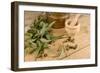 Medicinal Eucalyptus-Hemeroskopion-Framed Photographic Print