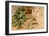 Medicinal Eucalyptus-Hemeroskopion-Framed Photographic Print