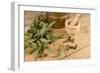 Medicinal Eucalyptus-Hemeroskopion-Framed Photographic Print