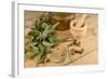 Medicinal Eucalyptus-Hemeroskopion-Framed Photographic Print