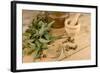 Medicinal Eucalyptus-Hemeroskopion-Framed Photographic Print