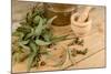 Medicinal Eucalyptus-Hemeroskopion-Mounted Photographic Print
