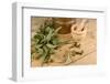 Medicinal Eucalyptus-Hemeroskopion-Framed Photographic Print