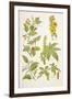 Medicinal Herbs and Plants, from 'Virtue's Household Physician', Published in 1924-null-Framed Giclee Print