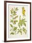 Medicinal Herbs and Plants, from 'Virtue's Household Physician', Published in 1924-null-Framed Giclee Print