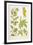 Medicinal Herbs and Plants, from 'Virtue's Household Physician', Published in 1924-null-Framed Giclee Print