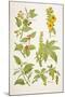 Medicinal Herbs and Plants, from 'Virtue's Household Physician', Published in 1924-null-Mounted Giclee Print