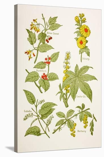 Medicinal Herbs and Plants, from 'Virtue's Household Physician', Published in 1924-null-Stretched Canvas