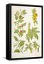 Medicinal Herbs and Plants, from 'Virtue's Household Physician', Published in 1924-null-Framed Stretched Canvas