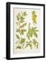 Medicinal Herbs and Plants, from 'Virtue's Household Physician', Published in 1924-null-Framed Giclee Print