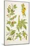 Medicinal Herbs and Plants, from 'Virtue's Household Physician', Published in 1924-null-Mounted Giclee Print