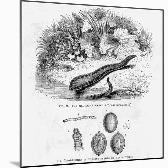 Medicinal Leech-null-Mounted Art Print