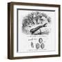 Medicinal Leech-null-Framed Art Print