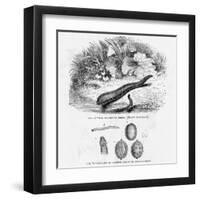 Medicinal Leech-null-Framed Art Print