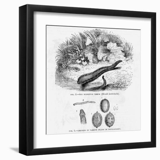 Medicinal Leech-null-Framed Art Print