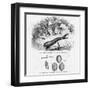 Medicinal Leech-null-Framed Art Print