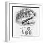 Medicinal Leech-null-Framed Art Print