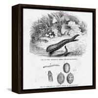 Medicinal Leech-null-Framed Stretched Canvas