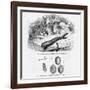 Medicinal Leech-null-Framed Art Print