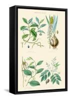 Medicinal Plants. Ipecacuan, Squill, Sarsaparilla, Copaiba-William Rhind-Framed Stretched Canvas