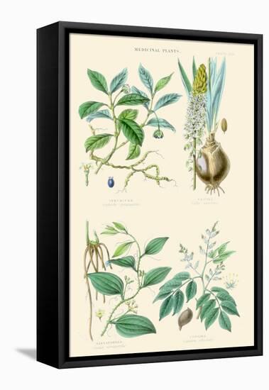 Medicinal Plants. Ipecacuan, Squill, Sarsaparilla, Copaiba-William Rhind-Framed Stretched Canvas