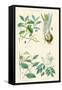 Medicinal Plants. Ipecacuan, Squill, Sarsaparilla, Copaiba-William Rhind-Framed Stretched Canvas