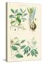 Medicinal Plants. Ipecacuan, Squill, Sarsaparilla, Copaiba-William Rhind-Stretched Canvas