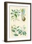 Medicinal Plants. Ipecacuan, Squill, Sarsaparilla, Copaiba-William Rhind-Framed Art Print