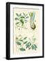 Medicinal Plants. Ipecacuan, Squill, Sarsaparilla, Copaiba-William Rhind-Framed Art Print