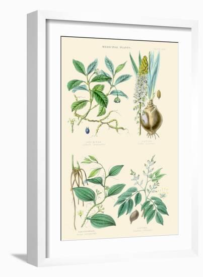 Medicinal Plants. Ipecacuan, Squill, Sarsaparilla, Copaiba-William Rhind-Framed Art Print