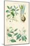 Medicinal Plants. Ipecacuan, Squill, Sarsaparilla, Copaiba-William Rhind-Mounted Art Print