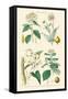 Medicinal Plants. Opium Poppy, Peruvian Bark, Scammony, Nux Vomica-William Rhind-Framed Stretched Canvas