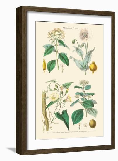 Medicinal Plants. Opium Poppy, Peruvian Bark, Scammony, Nux Vomica-William Rhind-Framed Art Print