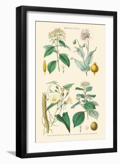 Medicinal Plants. Opium Poppy, Peruvian Bark, Scammony, Nux Vomica-William Rhind-Framed Art Print