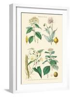 Medicinal Plants. Opium Poppy, Peruvian Bark, Scammony, Nux Vomica-William Rhind-Framed Art Print
