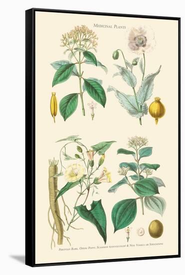 Medicinal Plants. Opium Poppy, Peruvian Bark, Scammony, Nux Vomica-William Rhind-Framed Stretched Canvas