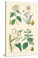 Medicinal Plants. Opium Poppy, Peruvian Bark, Scammony, Nux Vomica-William Rhind-Stretched Canvas