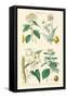 Medicinal Plants. Opium Poppy, Peruvian Bark, Scammony, Nux Vomica-William Rhind-Framed Stretched Canvas