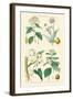 Medicinal Plants. Opium Poppy, Peruvian Bark, Scammony, Nux Vomica-William Rhind-Framed Art Print