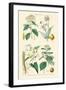 Medicinal Plants. Opium Poppy, Peruvian Bark, Scammony, Nux Vomica-William Rhind-Framed Art Print