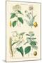 Medicinal Plants. Opium Poppy, Peruvian Bark, Scammony, Nux Vomica-William Rhind-Mounted Art Print