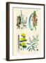 Medicinal Plants. Rhubarb, Aloe, Gentian, Cajeput-William Rhind-Framed Art Print