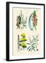 Medicinal Plants. Rhubarb, Aloe, Gentian, Cajeput-William Rhind-Framed Art Print