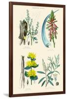 Medicinal Plants. Rhubarb, Aloe, Gentian, Cajeput-William Rhind-Framed Art Print