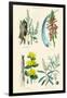 Medicinal Plants. Rhubarb, Aloe, Gentian, Cajeput-William Rhind-Framed Art Print