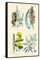 Medicinal Plants. Rhubarb, Aloe, Gentian, Cajeput-William Rhind-Framed Stretched Canvas