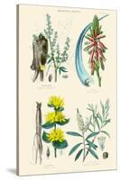 Medicinal Plants. Rhubarb, Aloe, Gentian, Cajeput-William Rhind-Stretched Canvas